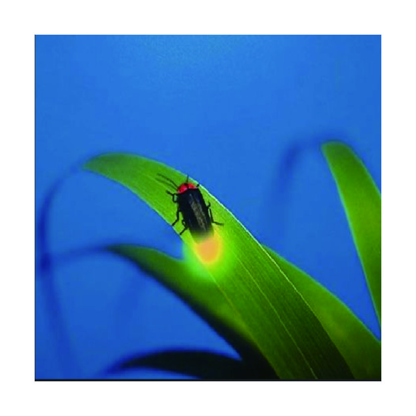 化學(xué)發(fā)光試劑