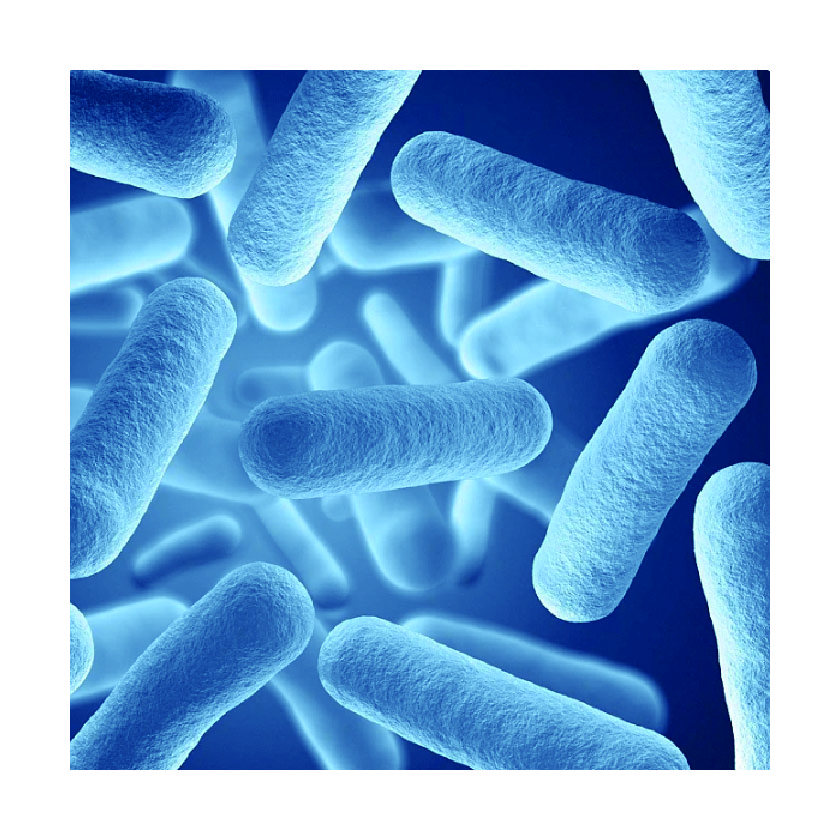 蛋白質(zhì)研究試劑